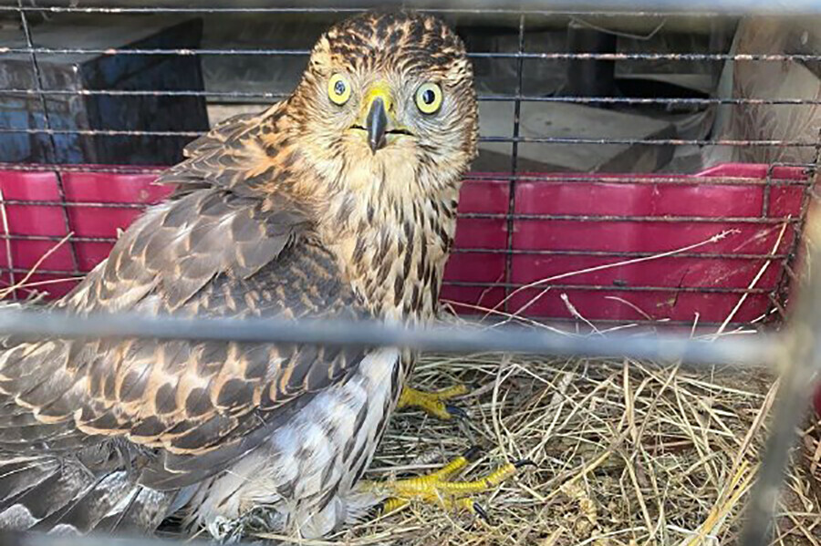 В Белогорске ветеринары накормили мышами маленького хищника выпавшего из гнезда