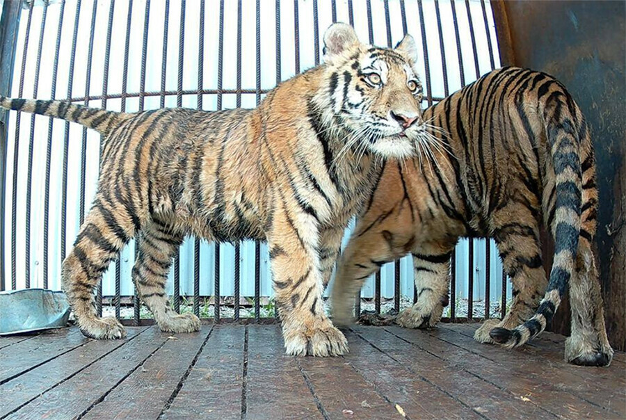 Специалисты рассказали о судьбе тигрят которых увезли с Дальнего Востока и причем тут Аэрофлот видео