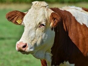 В Амурской области зафиксирован второй случай бешенства у крупного рогатого скота