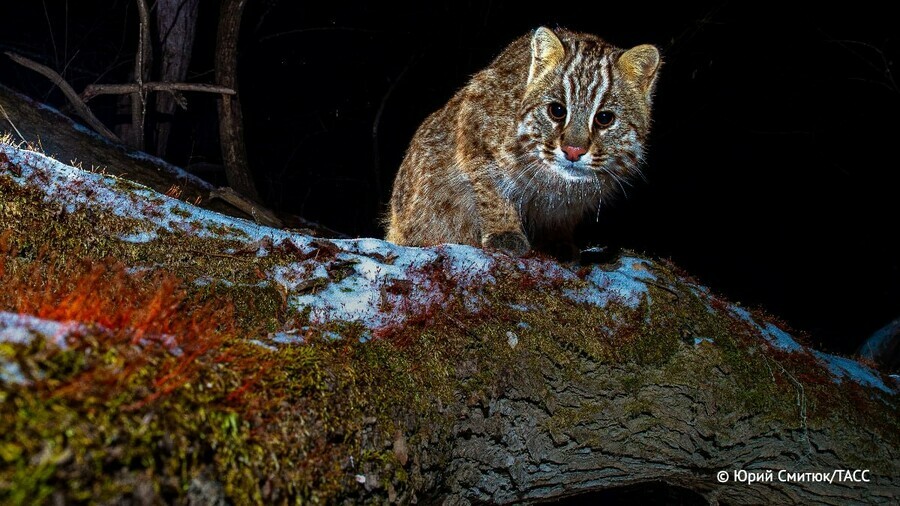 Я сама ночь Уникальное фото амурского лесного кота стало победителем конкурса РГО Самая красивая страна