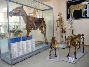 В Благовещенске открылся анатомический музей 