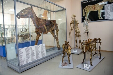 В Благовещенске открылся анатомический музей 