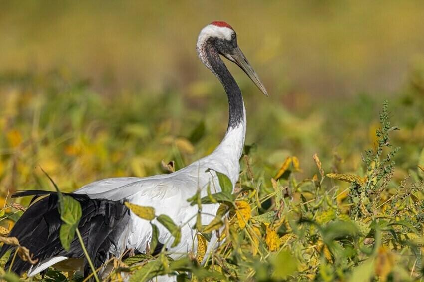 В Приамурье разница температур достигнет почти 30 градусов