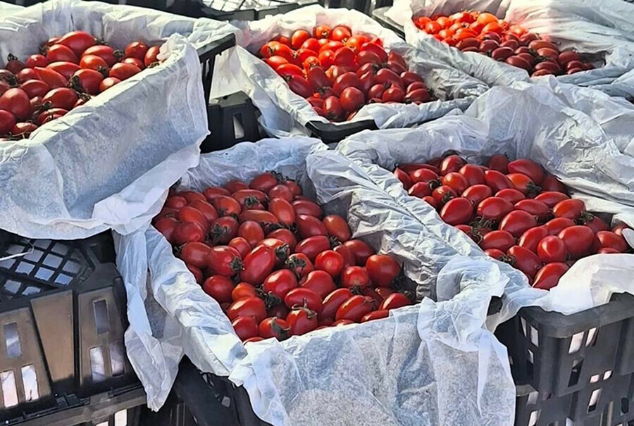 Предотвращен ввоз зараженных томатов в Приамурье