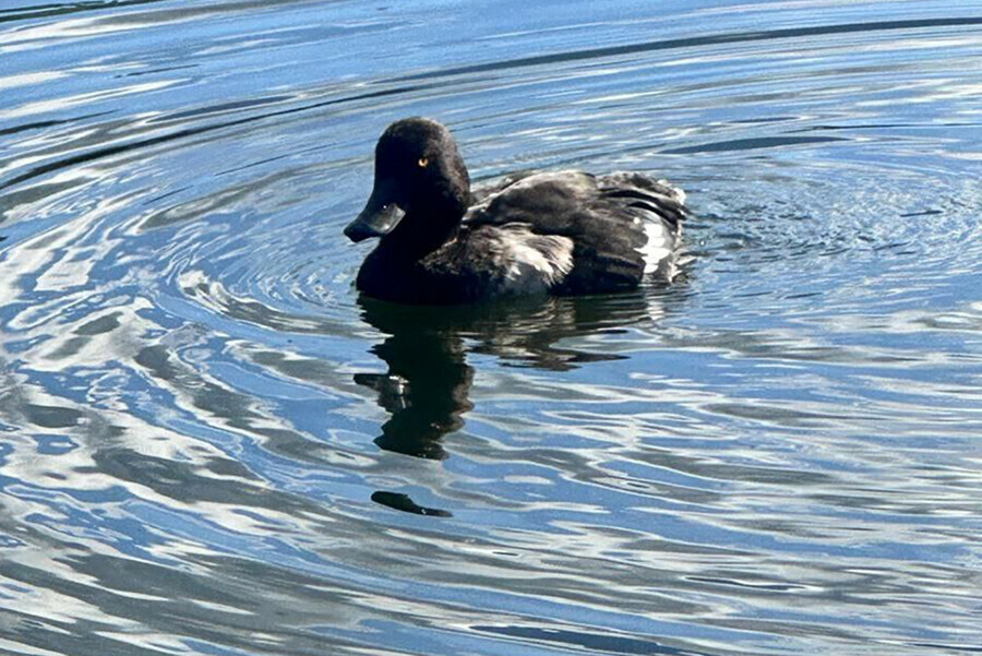 Хохлатую чернеть мясо которой отдает рыбой заметили на озере в Амурской области видео