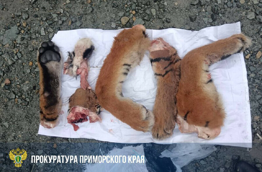 Отрезанные лапы тигра обнаружили в автомобиле у жителя Приморья  