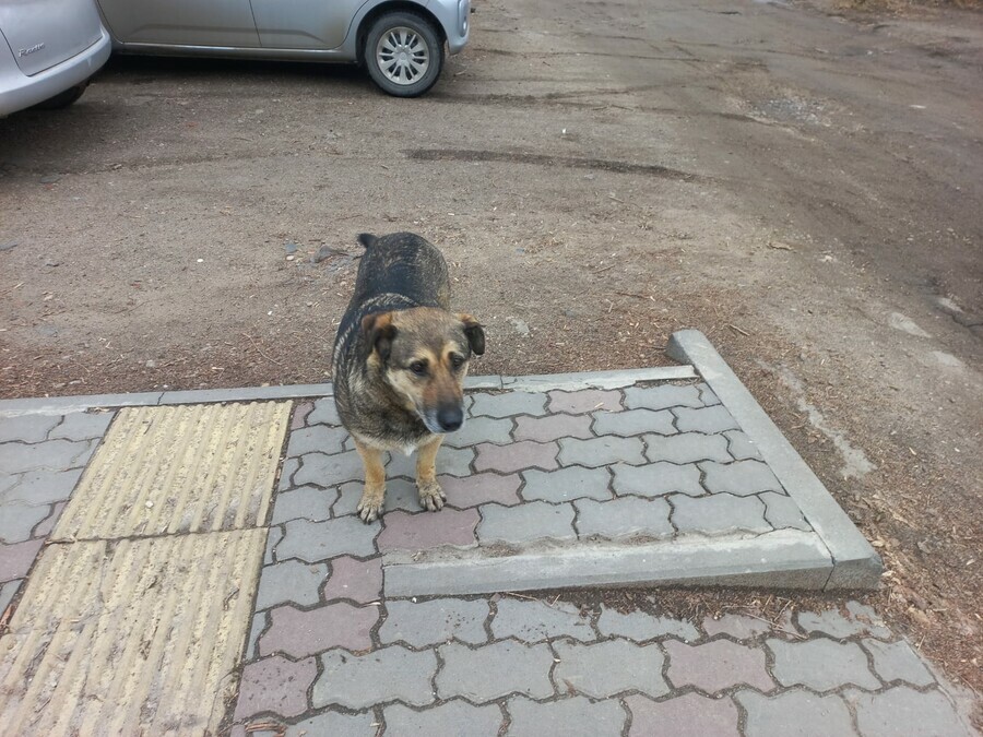 За жестокое обращение с животными наказаны более 10 амурчан