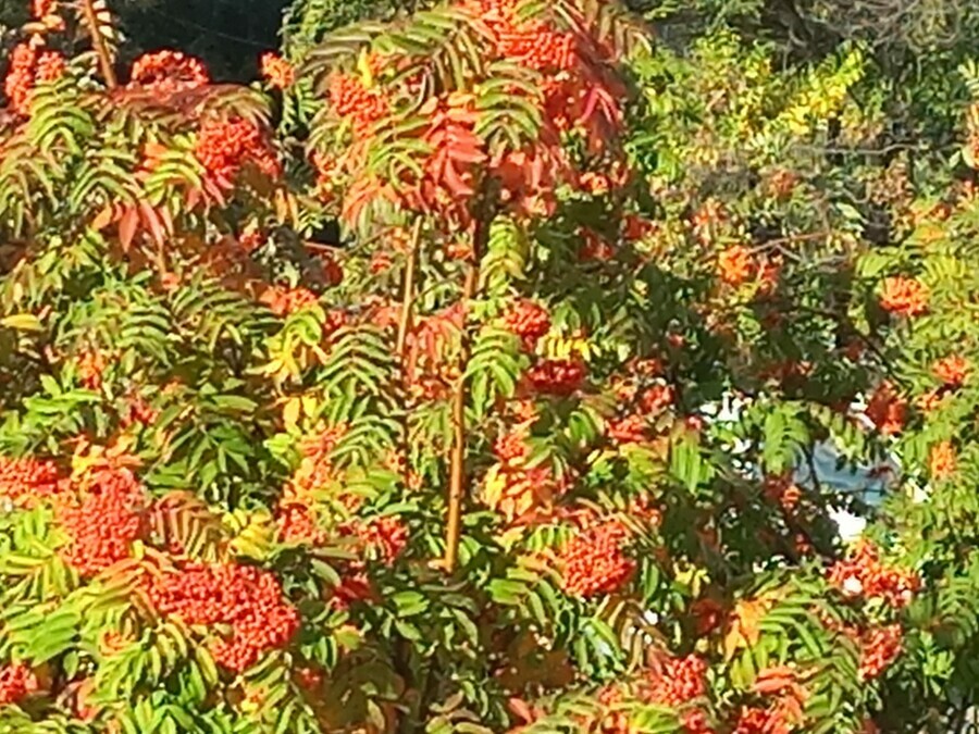 Погода переписывает историю метеорекорд по теплу побит в Амурской области