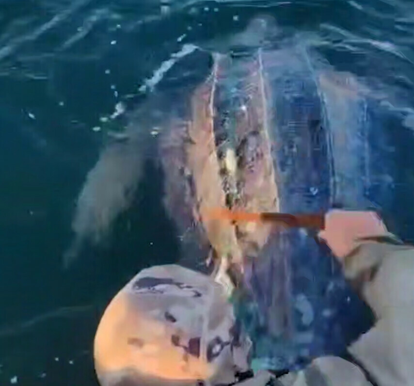 Древнейшее существо из субтропиков попалось в сети у берегов Приморья