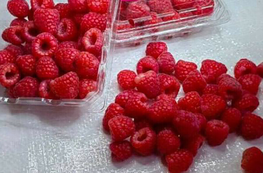 Более 3 тонн ягод выращенных в Киргизии ушло через Приморье в Якутию