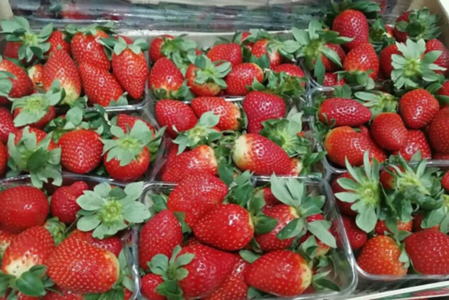 Зараженную клубнику не пустили в Приамурье и сожгли