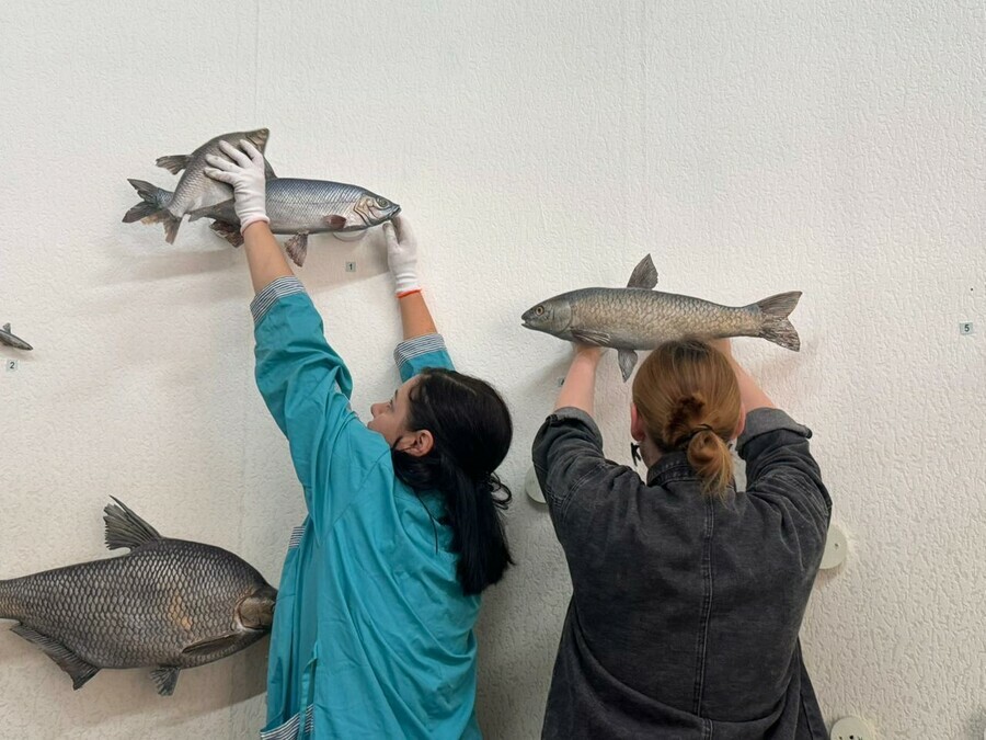 В Амурском краеведческом музее природу убрали в запасники