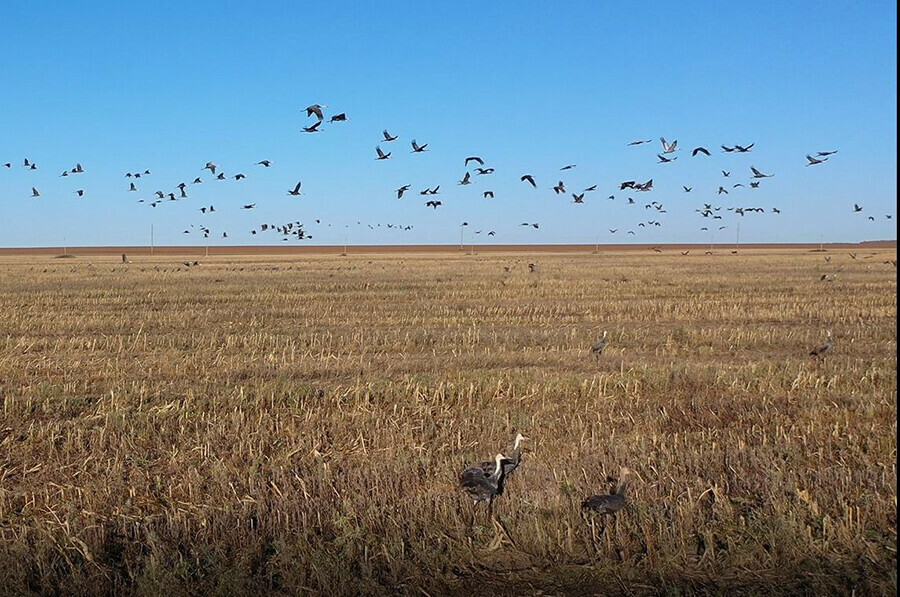 Почему журавли избегают корма на соевых полях объяснил амурский ученый  
