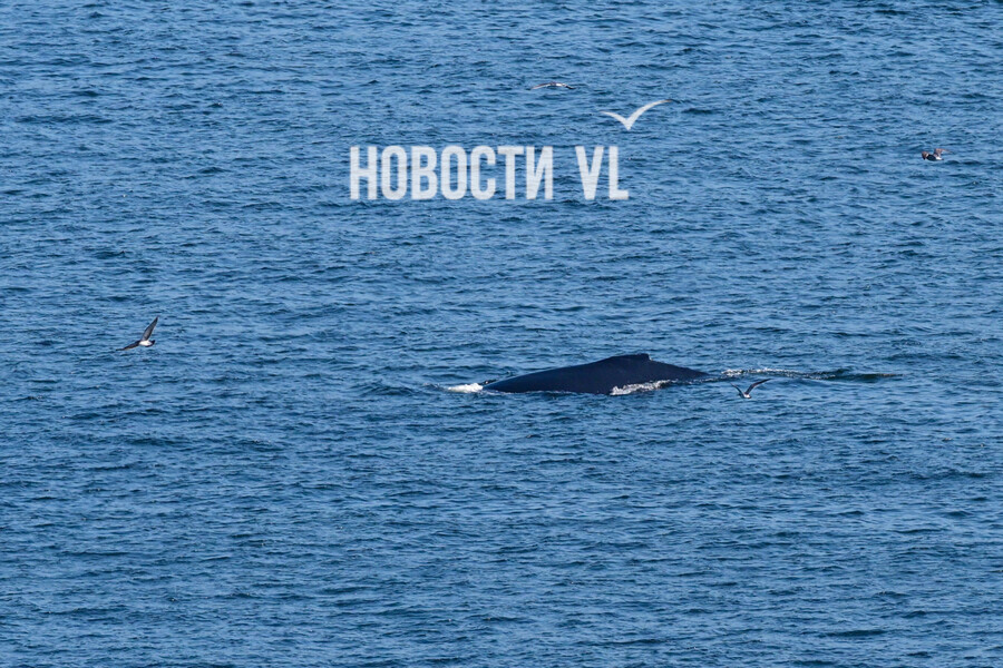 Огромный морской житель заплыл в бухту Владивостока и позировал на камеру фото видео 