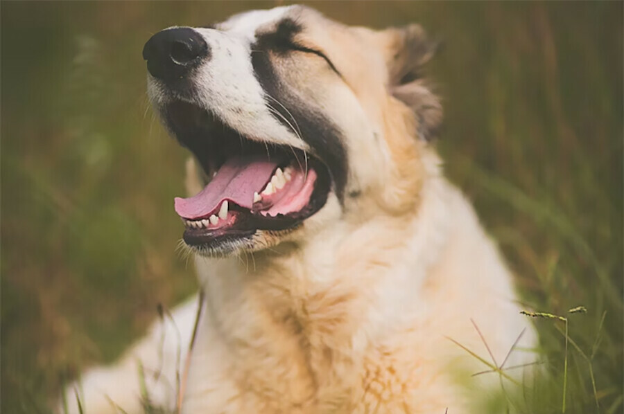Вырвался у хозяйки и покусал двоих за злобного пса амурчанку наказали штрафом
