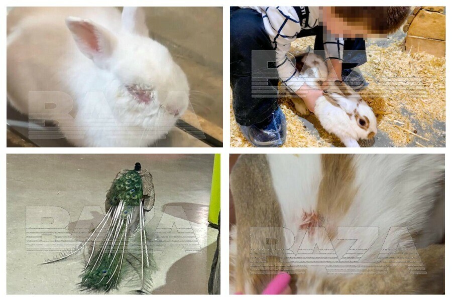 Животных мучают нет воды вольеры маленькие в Москве требуют закрыть крупный зоопарк фото