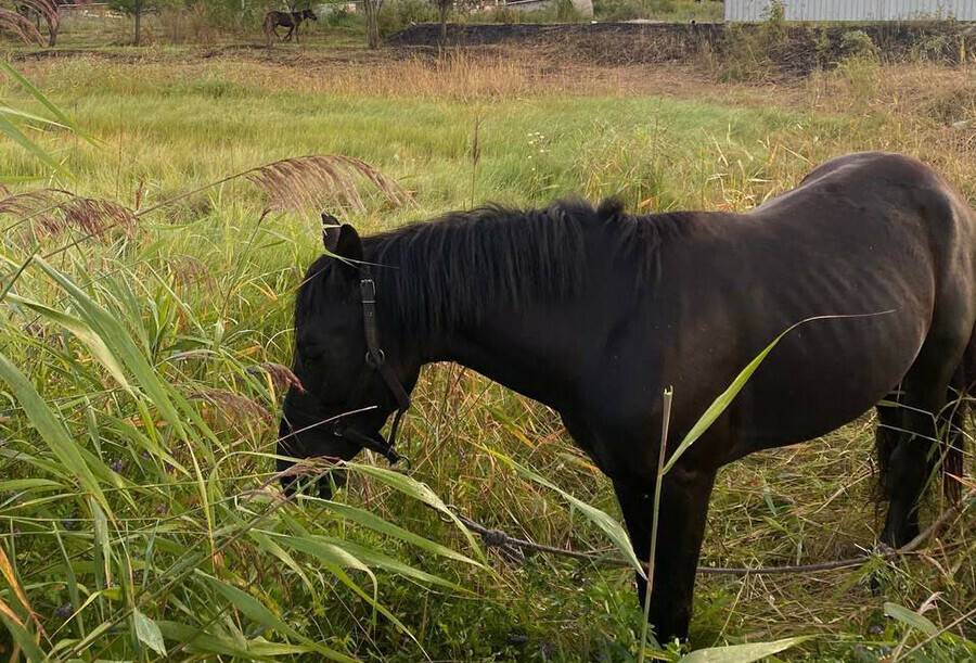 В Амурской области лошади и коровы нагуляли хозяевам штрафы