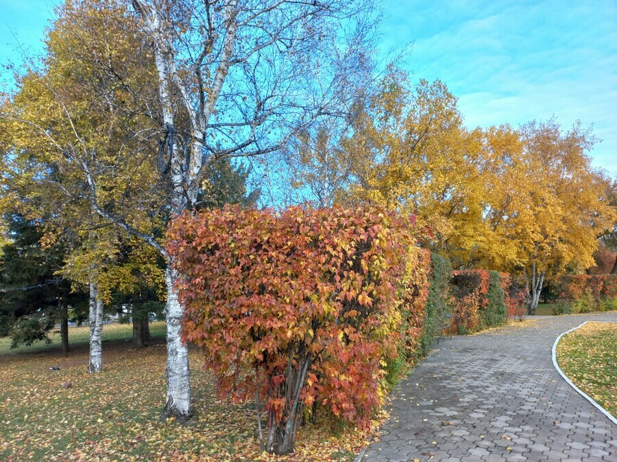 От минус 3 до плюс 15 прогноз погоды в Амурской области на 4 октября