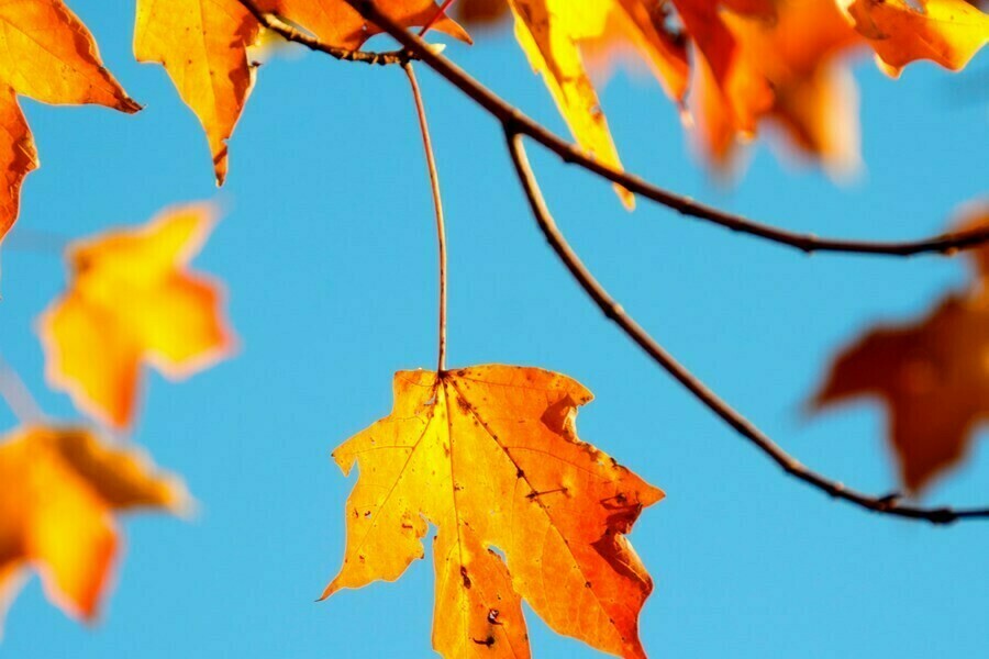 Воскресенье подарит амурчанам комфортную погоду но не везде 