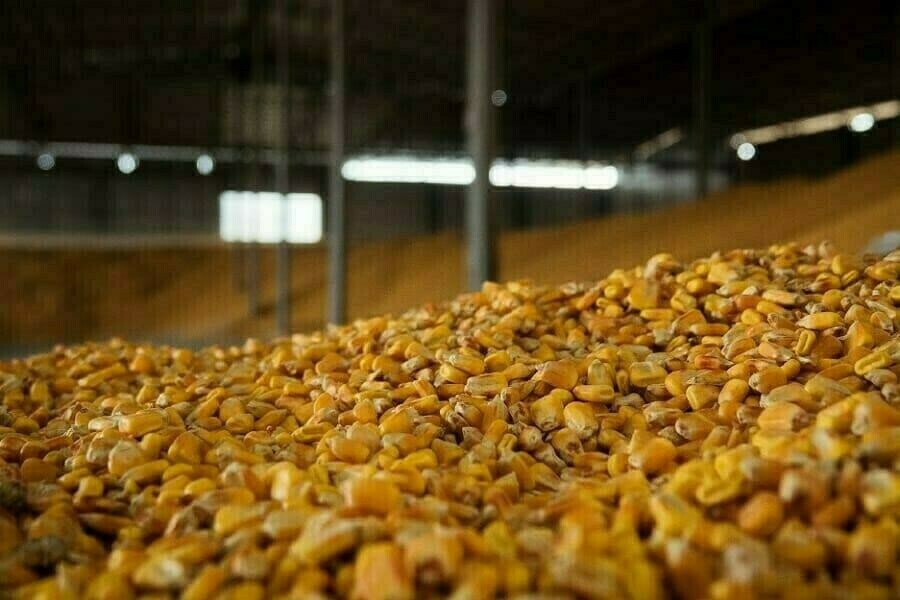 Правительство России установило квоты на экспорт кукурузы из Амурской области и Приморья