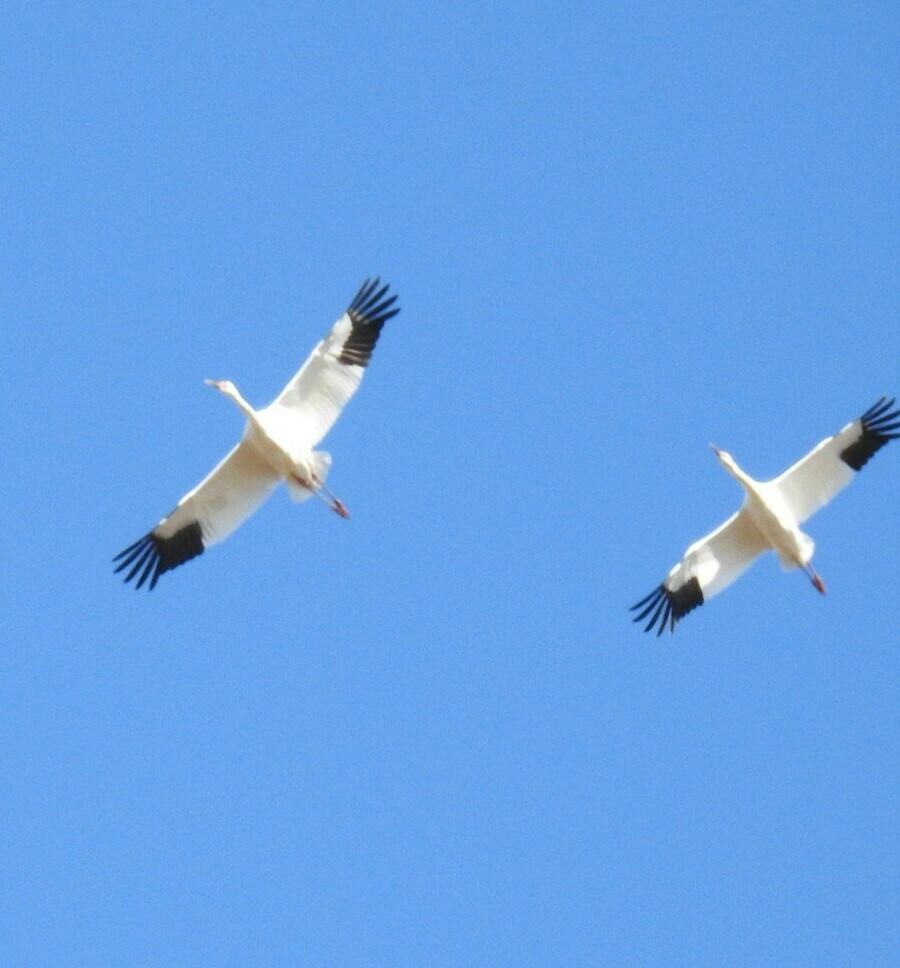 В Амурской области заметили стерхов фото