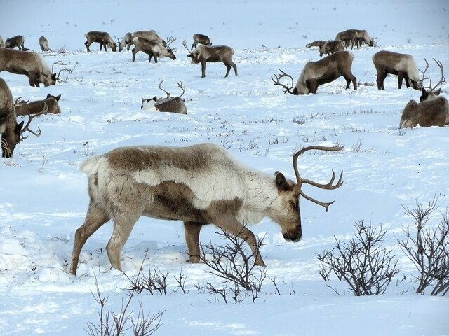 Морозы не отпускают Амурскую область прогноз погоды на 30 января