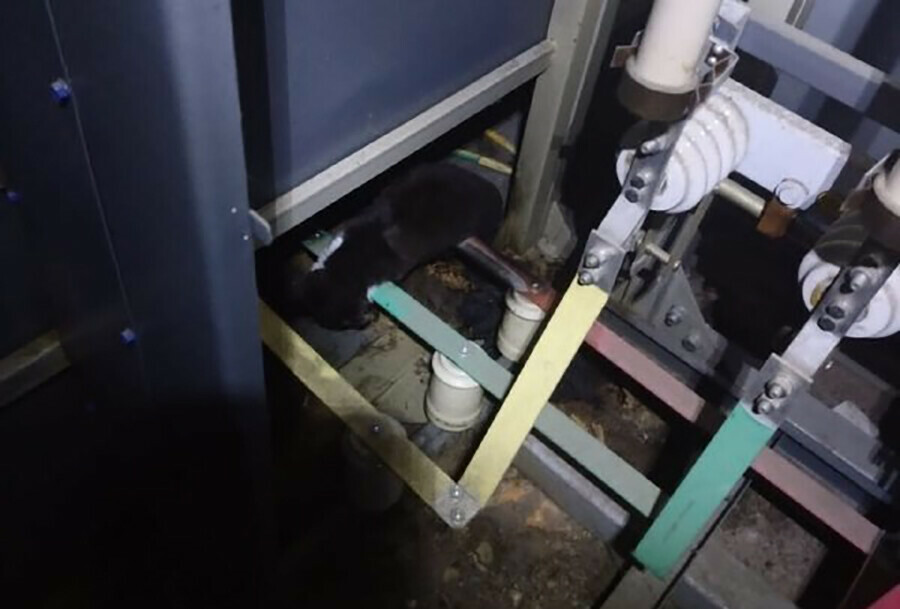 Кот искал тепло и обесточил целую улицу в селе Амурской области