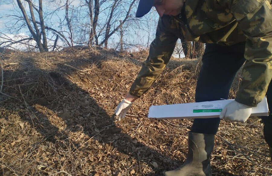 Вакцину от бешенства для животных раскладывают в лесах Амурской области