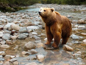 Как вести себя при встрече с медведем в МЧС дали советы амурчанам
