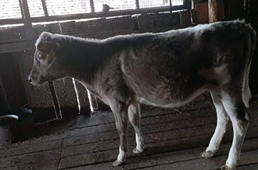 Не молоко а пломбир амурчанка разводит серобурых коров с острова Джерси