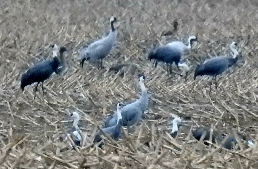 Необычных птицгибридов сфотографировал на полях Приамурья амурский ученый 