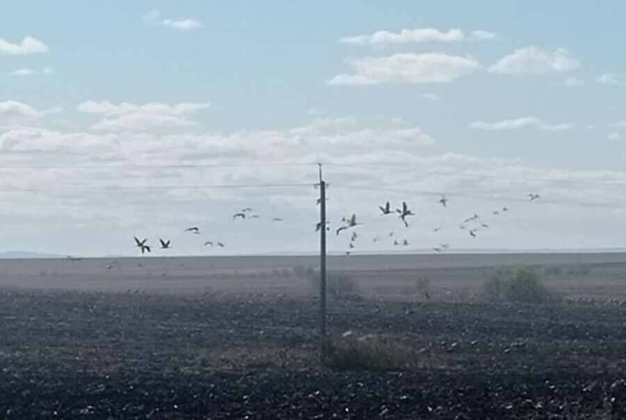 В стаи собираются птицы в Амурской области ждет их за моря дорога дальняя видео