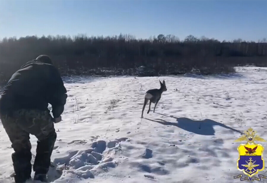 Косулю в состоянии стресса задержали полицейские в Сковородине видео