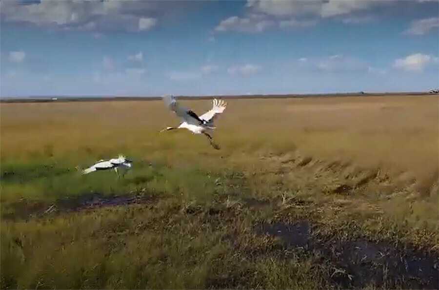 Улетевшие из Приамурья Снежинка и Подснежник перестали присылать весточки видео