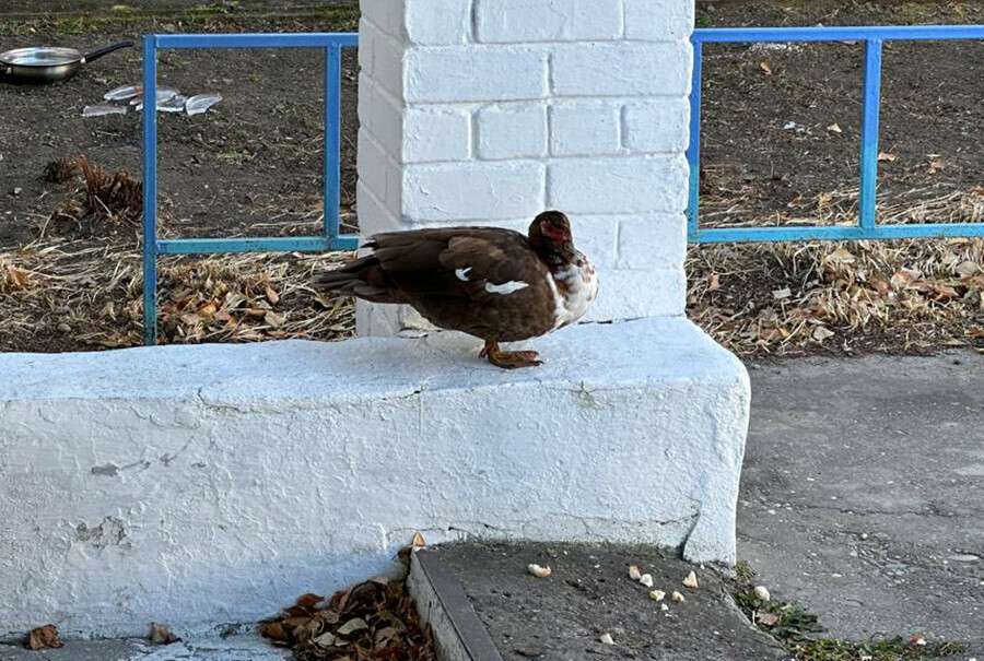 Никто ее не обижает школа амурского села стала опекуном для неожиданной гостьи 