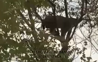 Соцсети собаки загнали на дерево рысь в Благовещенске видео