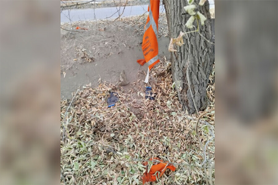 Стало известно на кого напали собаки в Белогорске и другие подробности