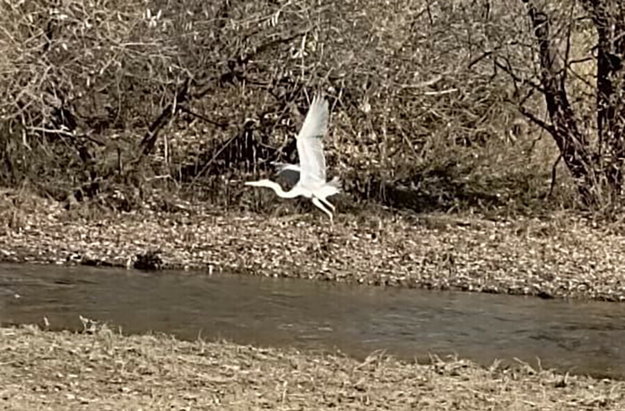 Запоздавшую к вылету цаплю сфотографировали в заказнике Приамурье