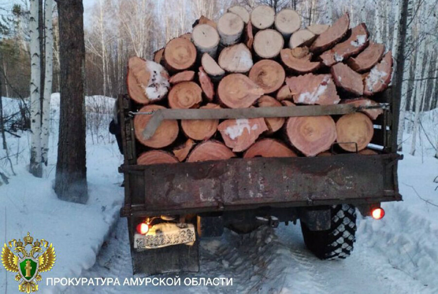 Черный лесоруб погубил в Приамурье деревья почти на миллион рублей