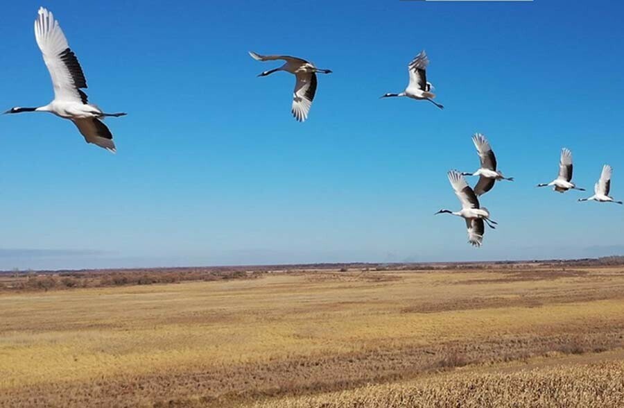 Снежинка нашлась в Амурской области она не улетела в Китай