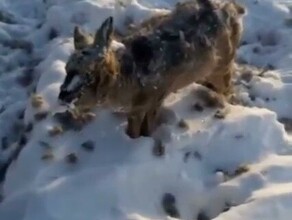 Соцсети в Якутии изза экстремальных морозов на ходу замерзают насмерть звери и птицы