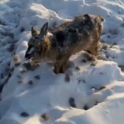Соцсети в Якутии изза экстремальных морозов на ходу замерзают насмерть звери и птицы