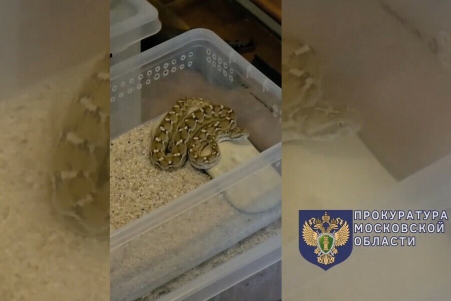 Кобр и гадюк изъяли у подростка державшего их в квартире у бабушки видео 
