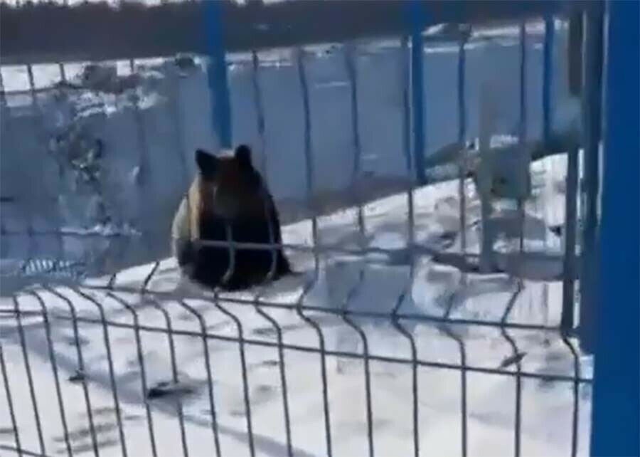 Пришел на экскурсию записаться на амурский космодром Восточный пришел из леса гость видео