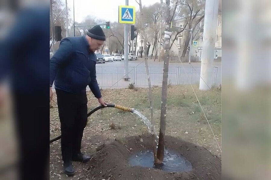 В Благовещенске вне сезона посадили 14 ясеней фото