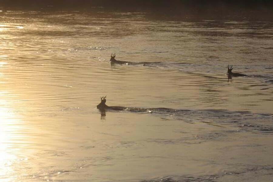 Сильных снегопадов в Приамурье не будет предсказали косули