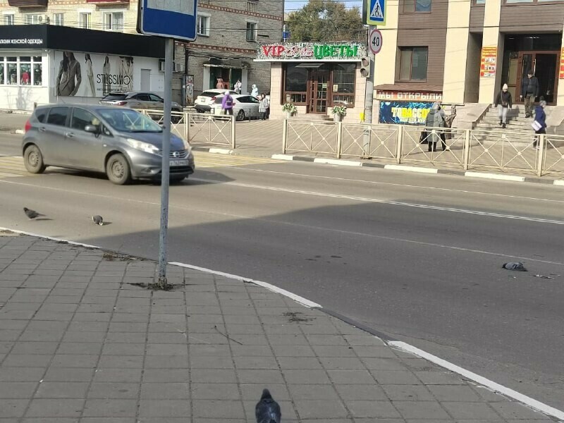 Птицы гибнут на глазах прохожих в Белогорске машины давят голубей изза добрых людей фото 18