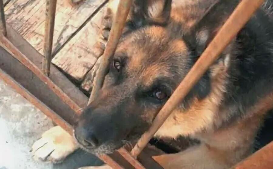 Один шаг до трагедии в Белогорске прохожий спас от разъяренной овчарки женщину с ребенком