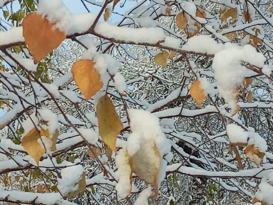 Первый день ноября будет снежным прогноз погоды в Амурской области