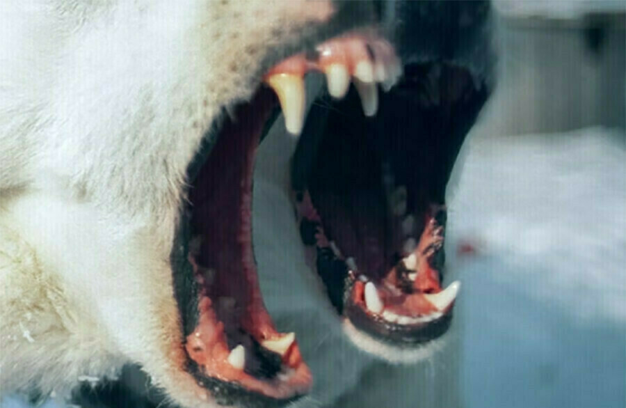 В амурском селе Невер 9летнюю девочку покусала бездомная собака